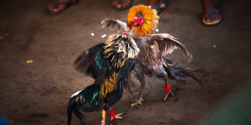 Tìm hiểu những giống gà phổ biến trong các trận đấu đá gà